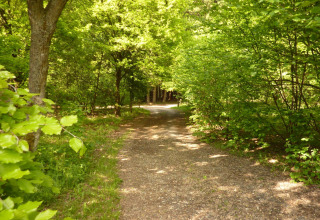 Sentiero nel bosco vicino al lodge Manonfa in Belgio, circondato da alberi verdi e luce solare.