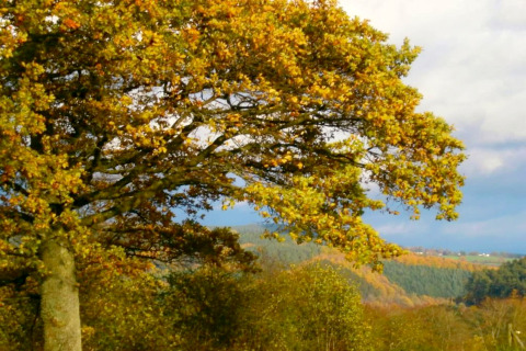Grote boom met gele bladeren bij Manonfa-lodge in België, met een heuvelachtig landschap achteraan.