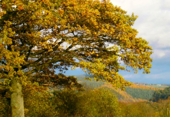 Grande albero con foglie gialle autunnali presso la lodge Manonfa in Belgio, colline sullo sfondo.