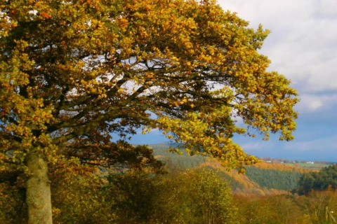 Grande albero con foglie gialle autunnali presso la lodge Manonfa in Belgio, colline sullo sfondo.
