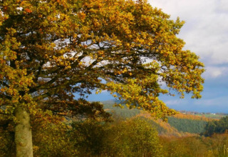 Grande albero con foglie gialle autunnali presso la lodge Manonfa in Belgio, colline sullo sfondo.