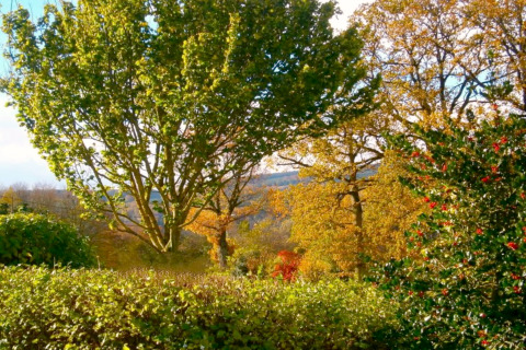 Herfstbomen en struiken met rode bessen gezien vanaf de Manonfa-lodge in België op een zonnige dag.