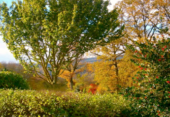 Vista di alberi autunnali e cespugli con bacche rosse al lodge Manonfa in Belgio in una giornata di sole.