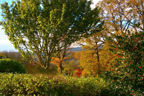 Vista di alberi autunnali e cespugli con bacche rosse al lodge Manonfa in Belgio in una giornata di sole.
