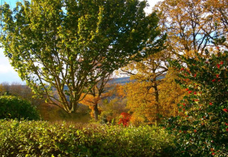 Vista di alberi autunnali e cespugli con bacche rosse al lodge Manonfa in Belgio in una giornata di sole.