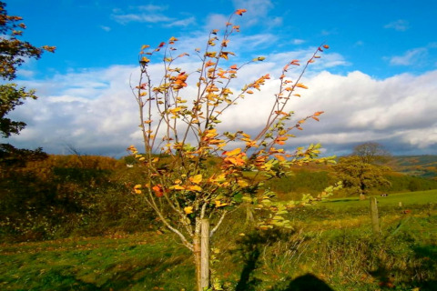 Een boom met herfstbladeren staat alleen op een grasveld bij lodge Manonfa in België onder een blauwe lucht.