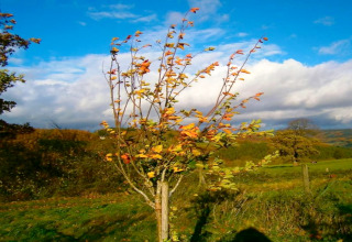 Een boom met herfstbladeren staat alleen op een grasveld bij lodge Manonfa in België onder een blauwe lucht.