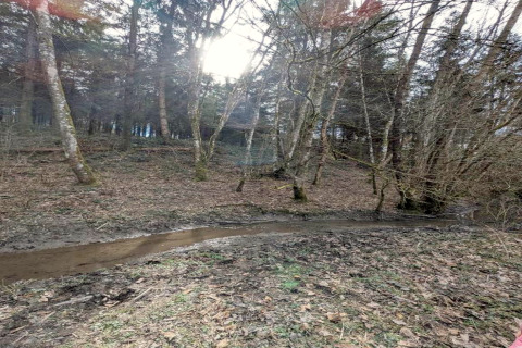 Vue ensoleillée de la forêt avec un ruisseau près d’un hébergement glamping, entouré d’arbres et feuillage.
