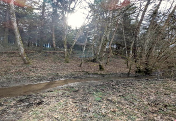 Zonnig boslandschap met een beekje bij een glampingaccommodatie, omgeven door bomen en bladeren.