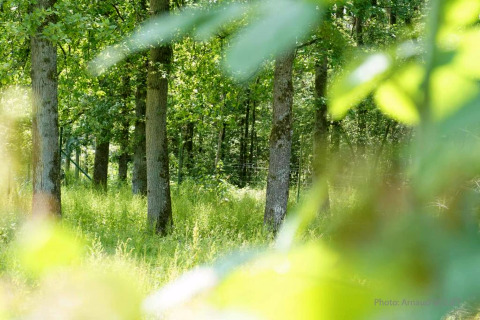 Vue sur une forêt verdoyante en été, prise depuis un hébergement glamping avec lumière naturelle.