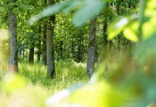 Vue sur une forêt verdoyante en été, prise depuis un hébergement glamping avec lumière naturelle.