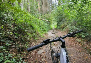Cykelstihjørne i skoven ved glamping-indkvartering, omgivet af grønne træer og stier.
