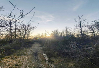 Pad door een bosrijk gebied bij zonsondergang bij een glamping, met kale bomen en een heldere lucht.