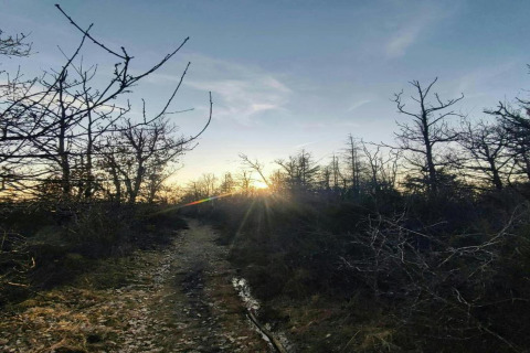 Sti gennem et skovområde ved solnedgang på et glamping-sted med nøgne træer og klar himmel.