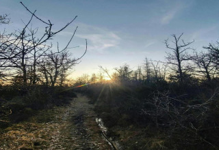 Sti gennem et skovområde ved solnedgang på et glamping-sted med nøgne træer og klar himmel.