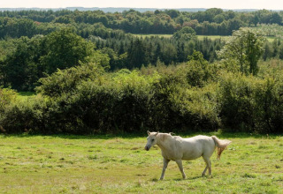Un cavallo bianco pascola in un prato vicino a una sistemazione glamping, circondato da foresta verde.