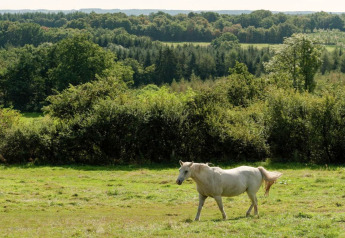 Un caballo blanco pasta en un campo junto a un alojamiento glamping, rodeado de bosque verde y paisaje natural.