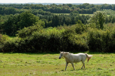 En hvid hest græsser på en eng ved et glamping-sted omgivet af frodig grøn skov i baggrunden.