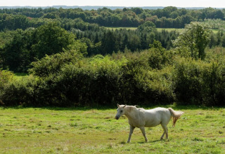 En hvid hest græsser på en eng ved et glamping-sted omgivet af frodig grøn skov i baggrunden.