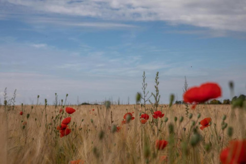 Veld met rode klaprozen en hoog gras onder een blauwe lucht bij «Le Bateau du Lac Privé» in België.