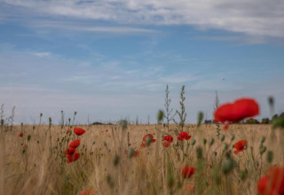 Veld met rode klaprozen en hoog gras onder een blauwe lucht bij «Le Bateau du Lac Privé» in België.