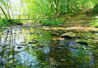 A stream with rocks and a wooden bridge in a sunlit forest at Holiday Park Ardinam 1, Belgium, peaceful view.