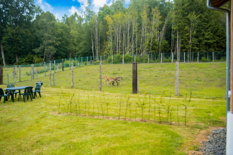 Afgezet grasveld bij chalet Rogery 64 in België met herten en tuinmeubilair onder een blauwe lucht.