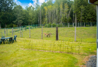 Afgezet grasveld bij chalet Rogery 64 in België met herten en tuinmeubilair onder een blauwe lucht.