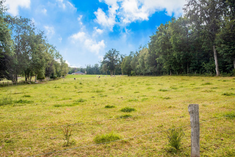 Groot groen weiland met bomen en blauwe lucht nabij chalet Rogery 64 in België op een zonnige dag.