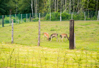 Three deer grazing behind a wooden fence at Rogery 64 chalet in Belgium, with green grass and trees around.
