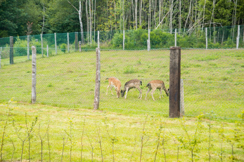 Drie herten grazen achter een hek bij chalet Rogery 64 in België, omgeven door gras en bomen.