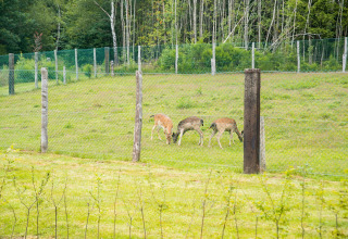 Drie herten grazen achter een hek bij chalet Rogery 64 in België, omgeven door gras en bomen.