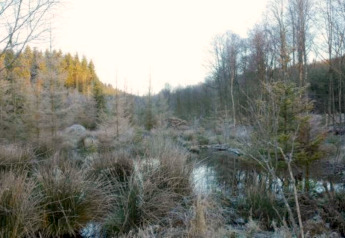View from Rogery 64 chalet in Belgium showing a wintry forest, frosty grass, and a still pond nearby.