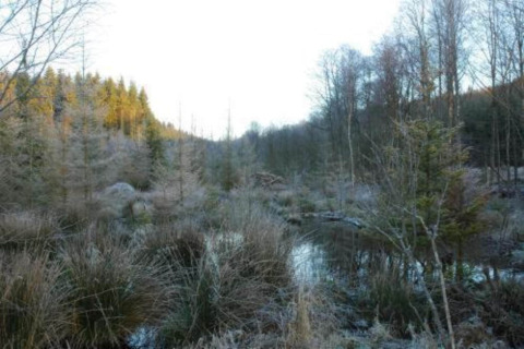 Uitzicht vanaf chalet Rogery 64 in België met een winterlandschap met bomen, bevroren gras en een vijver.