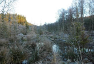 Uitzicht vanaf chalet Rogery 64 in België met een winterlandschap met bomen, bevroren gras en een vijver.