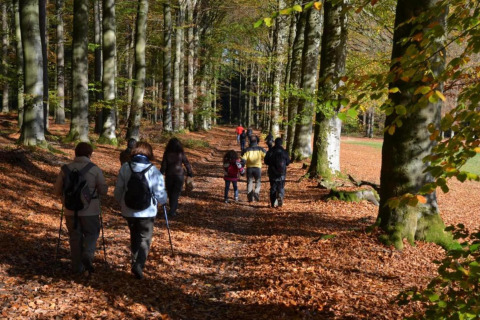 Een groep mensen wandelt door een herfstbos bij chalet Rogery 64 in België op een zonnige dag.
