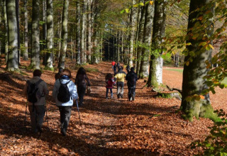 Een groep mensen wandelt door een herfstbos bij chalet Rogery 64 in België op een zonnige dag.