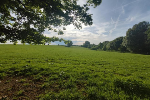 Panoramisch uitzicht op een groene weide en bomen bij chalet Rogery 64 in België, zonlicht door de takken.