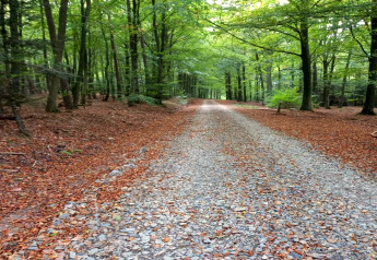 Gravel path winding through lush green forest, photo taken near chalet Rogery 64 in Belgium, tranquil setting.