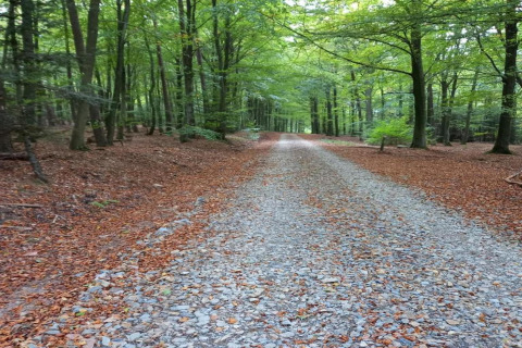 Grindpad door groene bossen nabij chalet Rogery 64 in België, rustieke en ontspannen omgeving voor wandelingen.