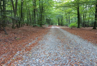 Grindpad door groene bossen nabij chalet Rogery 64 in België, rustieke en ontspannen omgeving voor wandelingen.