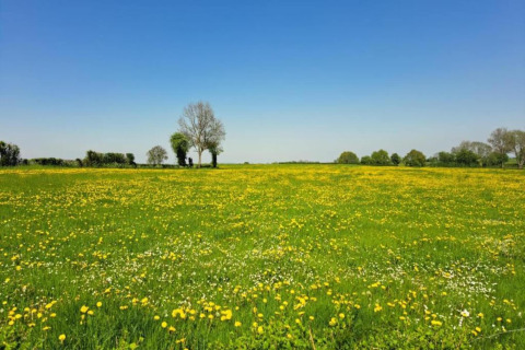 Rogery 64 in België: Groen veld met wilde bloemen en bomen onder een heldere blauwe lucht.