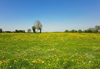 Rogery 64 in België: Groen veld met wilde bloemen en bomen onder een heldere blauwe lucht.