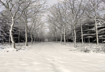 Snow-covered path lined with trees at chalet Rogery 64 in Belgium, peaceful winter scenery.