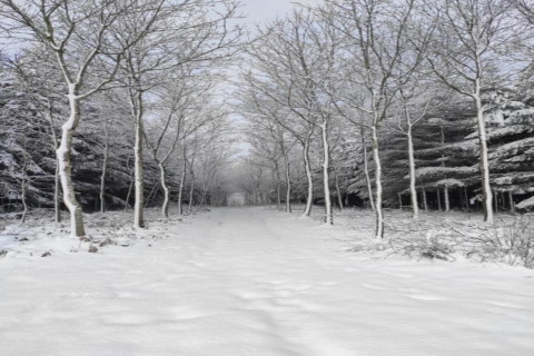 Met sneeuw bedekt pad door bomen bij chalet Rogery 64 in België, rustgevend winterlandschap.