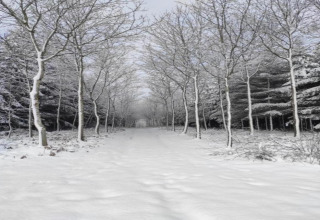 Met sneeuw bedekt pad door bomen bij chalet Rogery 64 in België, rustgevend winterlandschap.