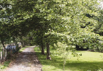 Schotterweg und Bäume mit grüner Wiese beim Baumhaus Bird Nest in Belgien, ruhige Naturumgebung.