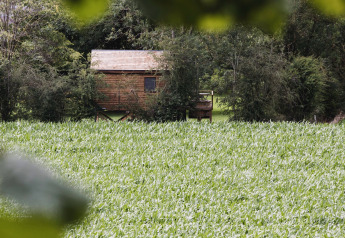 Baumhaus namens 'Bird Nest' versteckt zwischen Bäumen in Belgien mit grünem Feld davor.