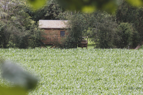 Treehouse called 'Bird Nest' hidden among trees in Belgium with a lush green field in front.