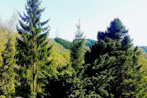 Uitzicht op groene dennenbomen en heuvels vanaf chalet La Bressine in België onder een heldere lucht.